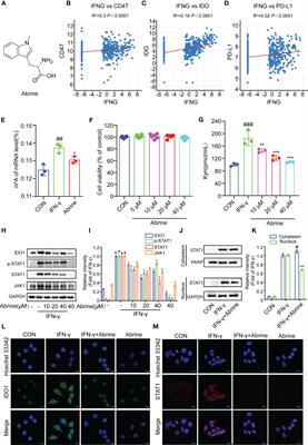 Abrine, an IDO1 inhibitor, suppresses the immune escape and enhances the immunotherapy of anti-PD-1 antibody in hepatocellular carcinoma